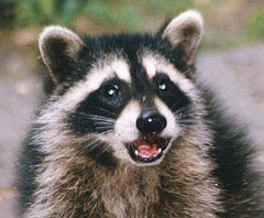 Raccoon  Scott Wright
