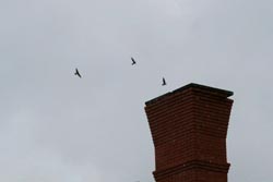 Chimney swift roost 1 Dave Lewis