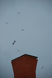 Chimney Swift Roost 2  Dave Lewis