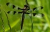 Dragonfly © David Lewis