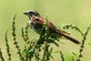 Song Sparrow © David Lewis