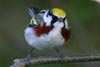 Chestnut-sided Warbler © Dave Lewis