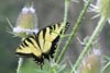 TigerSwallowtail © Mary Anne Romito