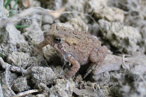American Toad  Mary Anne Romito
