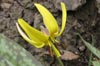 Trout Lily © Mary Anne Romito