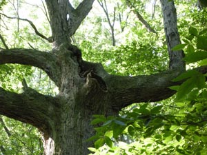 Raccoon in tree  Paula Lozano