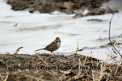 Song Sparrow by Tom Fishburn