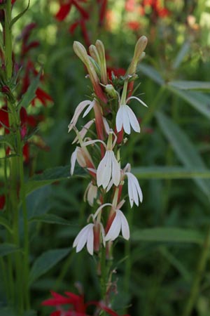 White Cardinal Flower