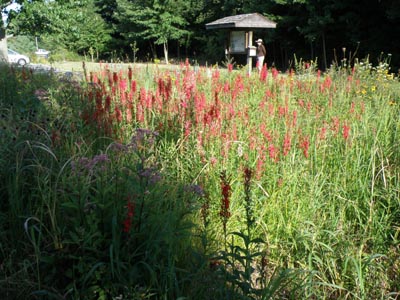 Cardinal Flowers Garden