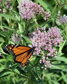 Monarch Butterfly and Caterpillar