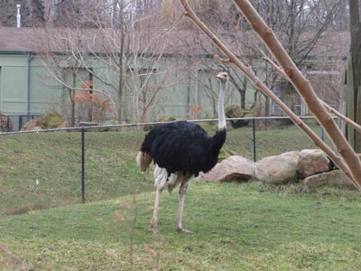 Ostrich at Zoo