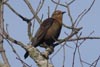 Rusty Blackbird at CVNP Beaver Marsh © Mary Anne Romito